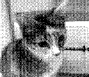 Our cat, Magic.